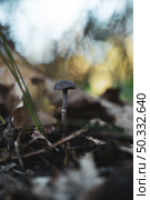 Closeup of mushroom in the forest floor. Стоковое фото, агентство Ingram Publishing / Фотобанк Лори