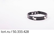 dog collar white. Стоковое фото, агентство Ingram Publishing / Фотобанк Лори