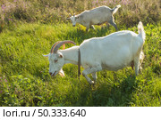 group white goats farm eating. Стоковое фото, агентство Ingram Publishing / Фотобанк Лори