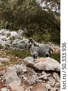 panoramic view wild goats nature 1. Стоковое фото, агентство Ingram Publishing / Фотобанк Лори