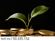 front view plant growing from coins. Стоковое фото, агентство Ingram Publishing / Фотобанк Лори