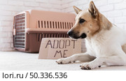 cute dog sitting near adopt me banner. Стоковое фото, агентство Ingram Publishing / Фотобанк Лори