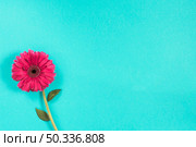 pink gerbera flower blue table. Стоковое фото, агентство Ingram Publishing / Фотобанк Лори