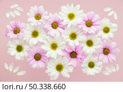 top view colorful spring daisies. Стоковое фото, агентство Ingram Publishing / Фотобанк Лори