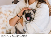 woman holding funny little dog. Стоковое фото, агентство Ingram Publishing / Фотобанк Лори