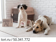 adorable dogs near adopt me banner. Стоковое фото, агентство Ingram Publishing / Фотобанк Лори
