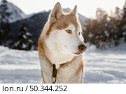 cute husky snow outdoors. Стоковое фото, агентство Ingram Publishing / Фотобанк Лори