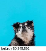 high angle furry dog blue background. Стоковое фото, агентство Ingram Publishing / Фотобанк Лори