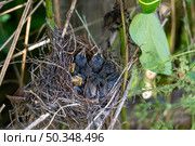 Young birds eagerly await feeding in their cozy nest surrounded by greenery. Стоковое фото, фотограф Данила Большаков / Фотобанк Лори