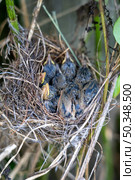 Newly hatched birds huddle closely within their nest, surrounded by greenery in a vibrant spring setting. Стоковое фото, фотограф Данила Большаков / Фотобанк Лори