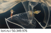fish trying avoid plastic materials. Стоковое фото, агентство Ingram Publishing / Фотобанк Лори