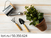 watering can flower pot. Стоковое фото, агентство Ingram Publishing / Фотобанк Лори