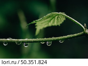 Капли воды после дождя на диком винограде. Стоковое фото, фотограф Александра Плискова / Фотобанк Лори