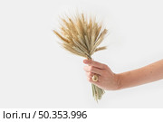 Crop tender hand of woman with golden ring holding small tied bouquet with golden spikelet of ripe wheat against white background. Hand with wheat ears in bouquet. Стоковое фото, агентство Ingram Publishing / Фотобанк Лори