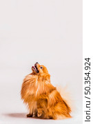 portrait hairy spitz looking up white background. Стоковое фото, агентство Ingram Publishing / Фотобанк Лори
