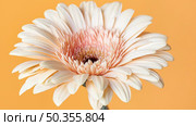 close up macro bloomed flower. Стоковое фото, агентство Ingram Publishing / Фотобанк Лори