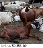 farm with goats. Стоковое фото, агентство Ingram Publishing / Фотобанк Лори