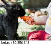 kid feeding with carrot black fluffy rabbit. Стоковое фото, агентство Ingram Publishing / Фотобанк Лори