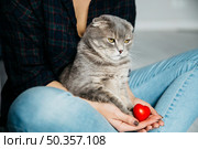 serious cat sitting hands hostess. Стоковое фото, агентство Ingram Publishing / Фотобанк Лори