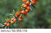 Glowing Sea Buckthorn Berries with Green Blur. Sharp focus on vivid orange sea buckthorn berries clustered on a branch, surrounded by leaves and soft background. Стоковое AI-видео, аниматор Башкирова Анна / Фотобанк Лори