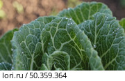 Dewy Romaine Lettuce Macro in Garden Soil. Close-up of romaine lettuce with fresh dew on textured green leaves, growing in rich garden soil under soft light. Стоковое AI-видео, аниматор Башкирова Анна / Фотобанк Лори