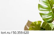 close up green monstera leaves white background. Стоковое фото, агентство Ingram Publishing / Фотобанк Лори
