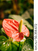 close up red heart shaped flower anthuriums. Стоковое фото, агентство Ingram Publishing / Фотобанк Лори