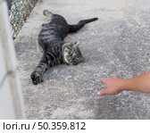 cute lazy cat wanting be pet by someone outside. Стоковое фото, агентство Ingram Publishing / Фотобанк Лори