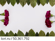 carnations leaves lines. Стоковое фото, агентство Ingram Publishing / Фотобанк Лори