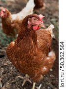hens looking food coop. Стоковое фото, агентство Ingram Publishing / Фотобанк Лори