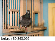 portrait perched pigeon. Стоковое фото, агентство Ingram Publishing / Фотобанк Лори