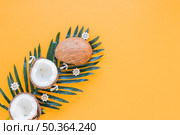 coconuts big green palm leaf. Стоковое фото, агентство Ingram Publishing / Фотобанк Лори