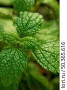 close up green mint leaves. Стоковое фото, агентство Ingram Publishing / Фотобанк Лори