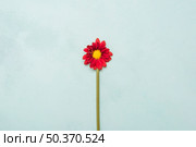 top view beautiful spring daisy. Стоковое фото, агентство Ingram Publishing / Фотобанк Лори