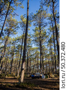 Extraction of natural resin from pine tree trunks in Ovar - Portugal. Стоковое фото, агентство Ingram Publishing / Фотобанк Лори