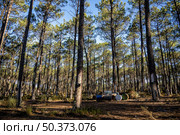 Extraction of natural resin from pine tree trunks in Ovar - Portugal. Стоковое фото, агентство Ingram Publishing / Фотобанк Лори
