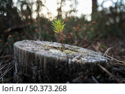 Small and young green pine tree growing in a natural environment. A new pine tree grows on top of with trunk of an older one that has already been cut. Forest regeneration. sustainability. Стоковое фото, агентство Ingram Publishing / Фотобанк Лори