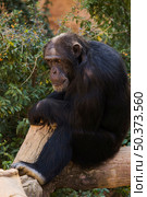 chimpanzee. Стоковое фото, агентство Ingram Publishing / Фотобанк Лори