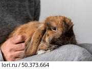 close up owner holding rabbit. Стоковое фото, агентство Ingram Publishing / Фотобанк Лори