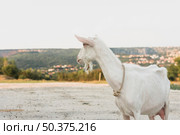 white goat standing farm. Стоковое фото, агентство Ingram Publishing / Фотобанк Лори