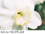 white yellow daffodil flower spring. Стоковое фото, агентство Ingram Publishing / Фотобанк Лори