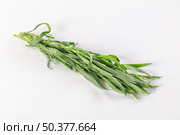 Fresh green estragon aroma stem. Стоковое фото, фотограф Андрей Старостин / Фотобанк Лори