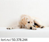 Studio portrait of a beautiful and cute labrador dog breed. Стоковое фото, агентство Ingram Publishing / Фотобанк Лори