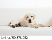 Studio portrait of a beautiful and cute labrador dog breed. Стоковое фото, агентство Ingram Publishing / Фотобанк Лори