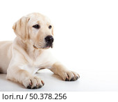Studio portrait of a beautiful and cute labrador dog breed. Стоковое фото, агентство Ingram Publishing / Фотобанк Лори