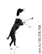 Beautiful mixed breed dog, standing over white background. Стоковое фото, агентство Ingram Publishing / Фотобанк Лори