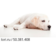 Beautiful labrador retriever puppy isolated on white background with a sleep look. Стоковое фото, агентство Ingram Publishing / Фотобанк Лори