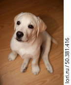 Top view of a labrador retriever puppy sitting on the floor. Стоковое фото, агентство Ingram Publishing / Фотобанк Лори