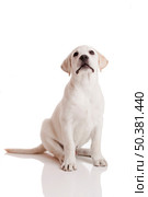 Beautiful labrador retriever cream puppy isolated on white background. Стоковое фото, агентство Ingram Publishing / Фотобанк Лори