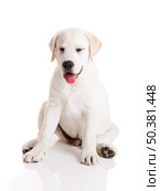 Beautiful labrador retriever cream puppy isolated on white background with a funny expression. Стоковое фото, агентство Ingram Publishing / Фотобанк Лори